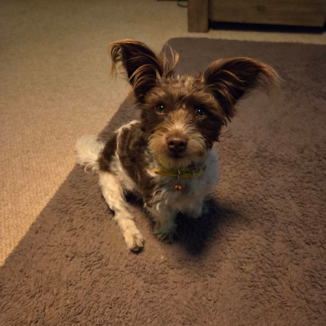 Photo of Sadie