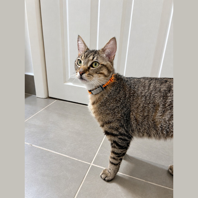 Photo of Satay