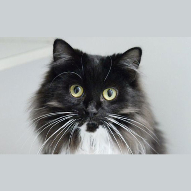 Photo of Cleo