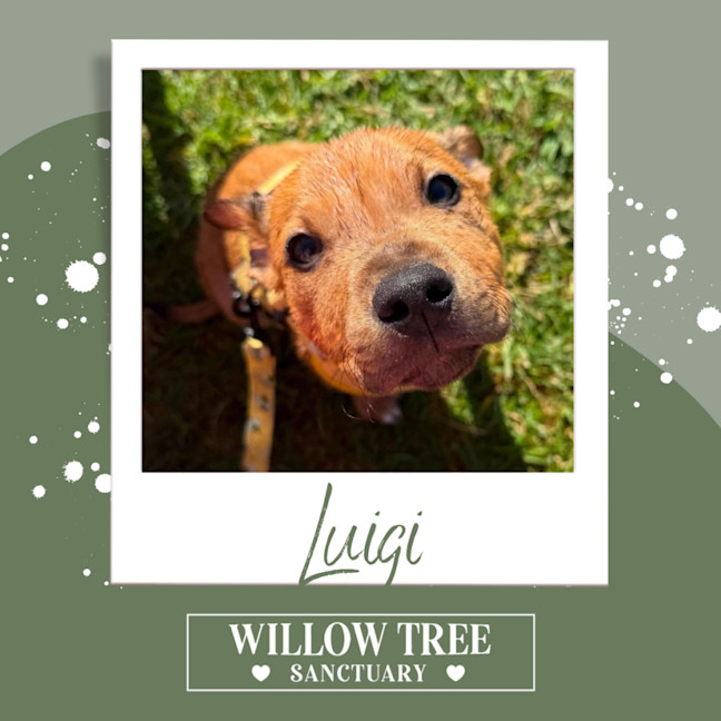 Photo of Luigi