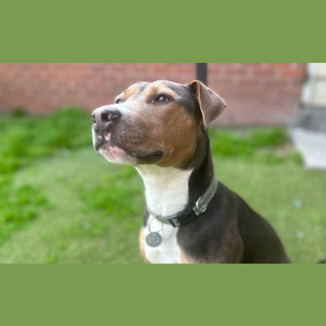 Photo of Daisy