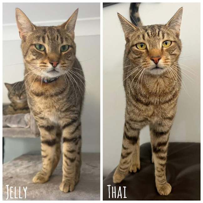 Photo of 3405/8   Jelly & Thai