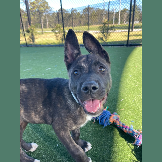 Photo of Shishka Imp 1696