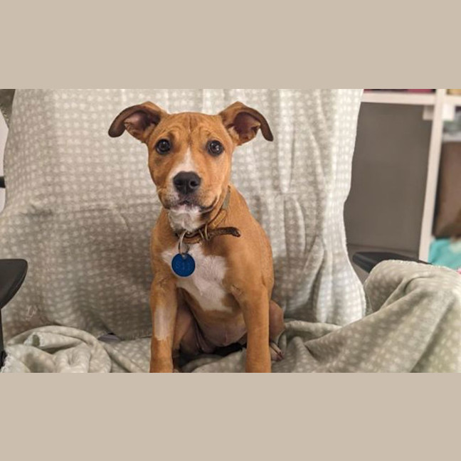 Photo of Indi