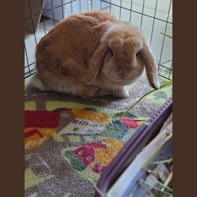 Photo of Pip