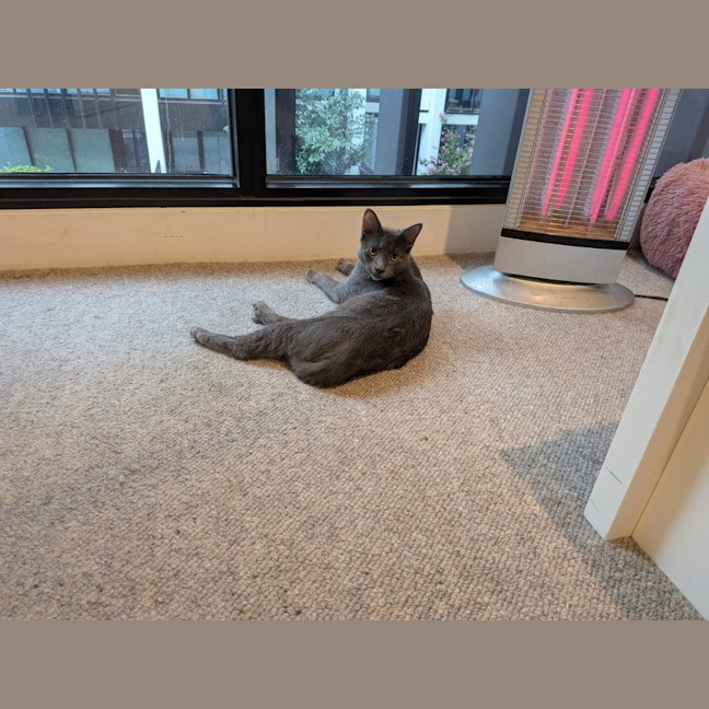 Photo of Lime
