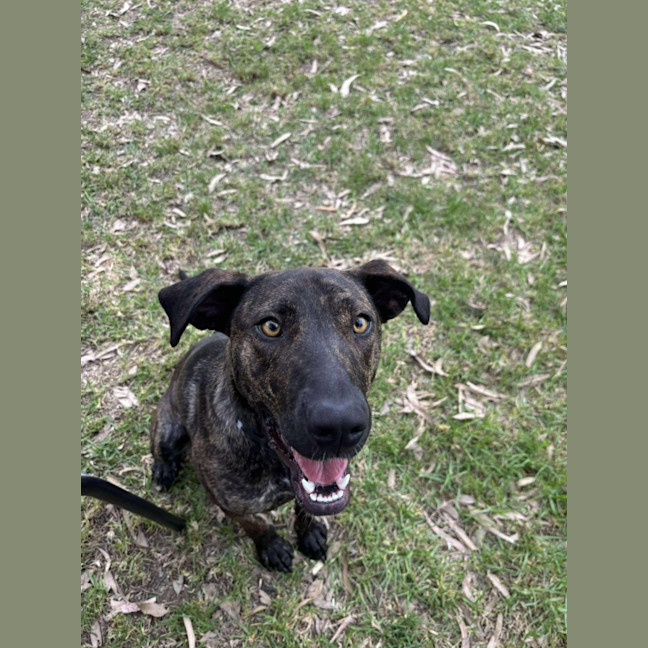 Photo of 🌺 Azaelia 5668 🌺