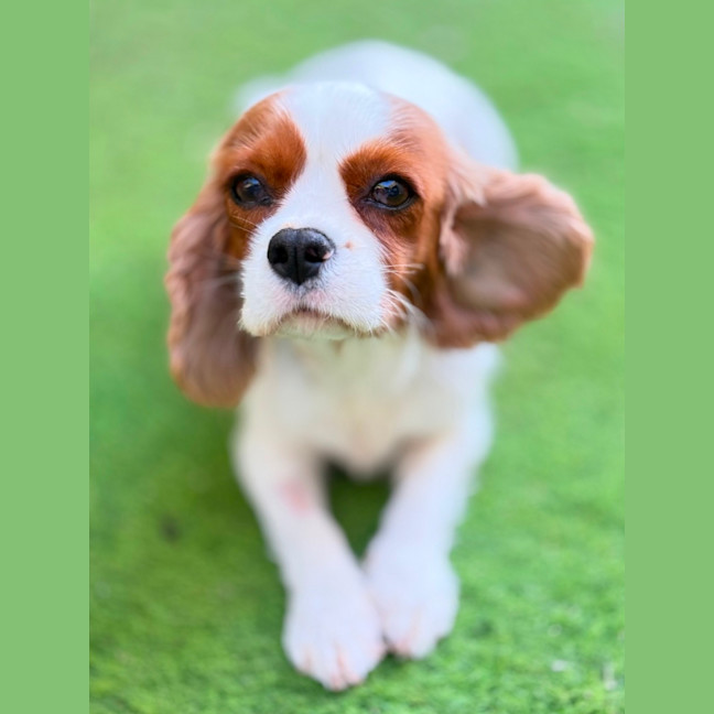 Photo of Riley