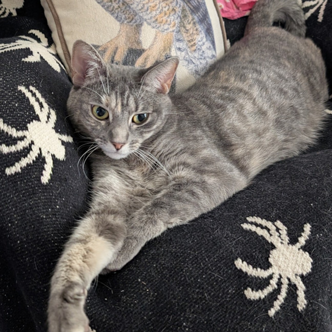 Photo of Luna