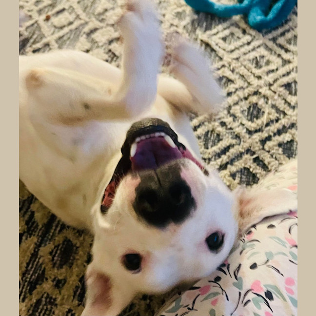 Photo of Ace