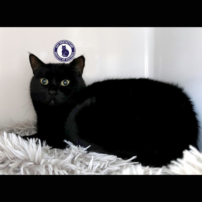 Photo of Ebony Sua012975