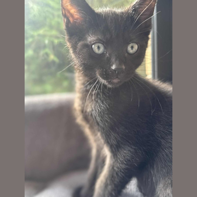 Photo of Hex   In Foster In Cranbourne