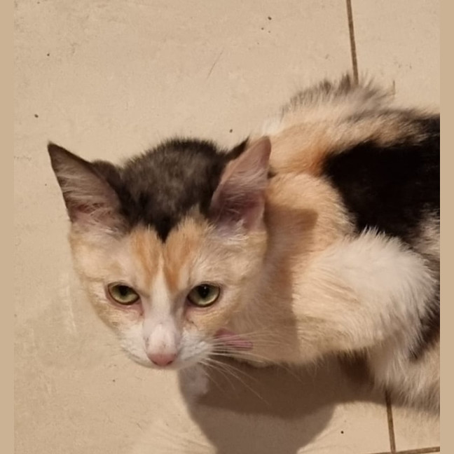 Photo of Honey