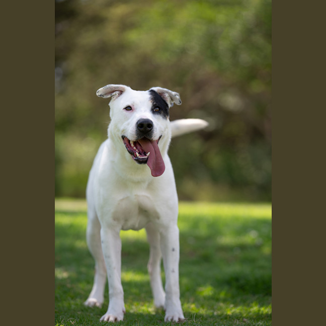 Photo of Patch