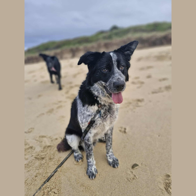 Photo of Frankie
