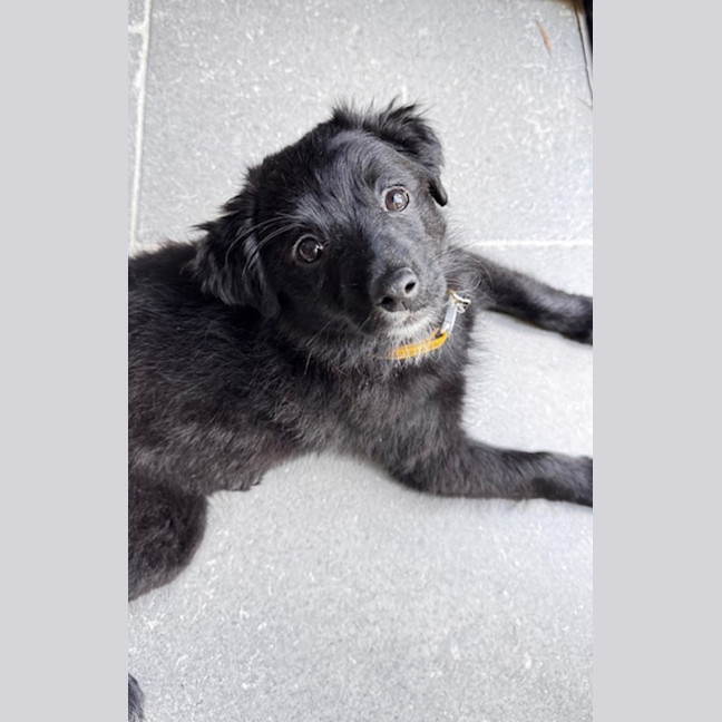 Photo of Rascal