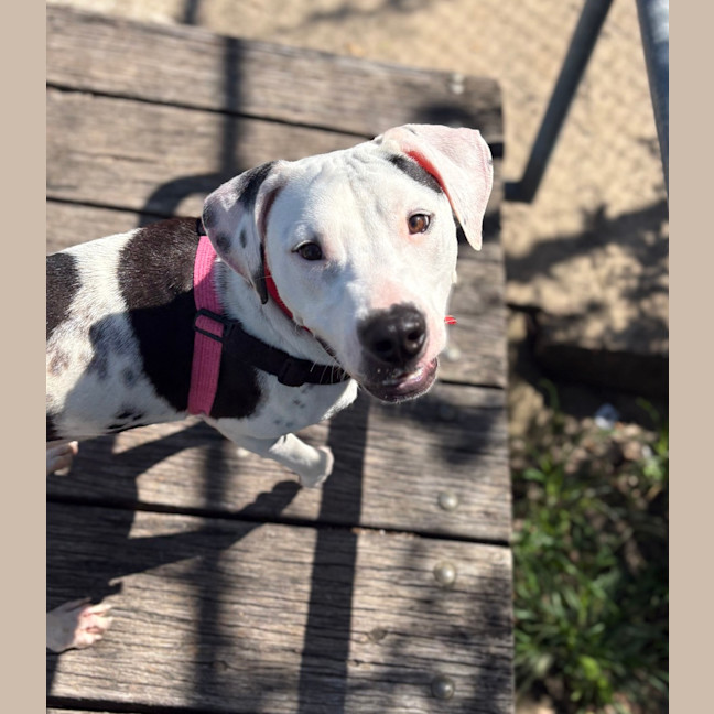 Photo of Pongo