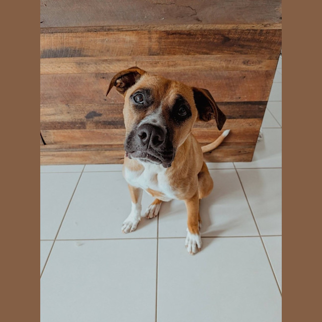 Photo of Broli *$350 Adoption Fee* 