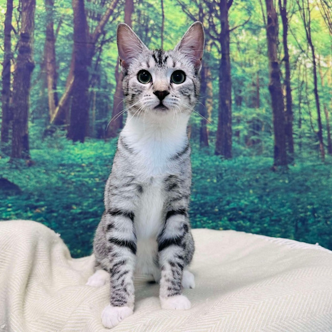 Photo of Fuji   Located In Endeavour Hills