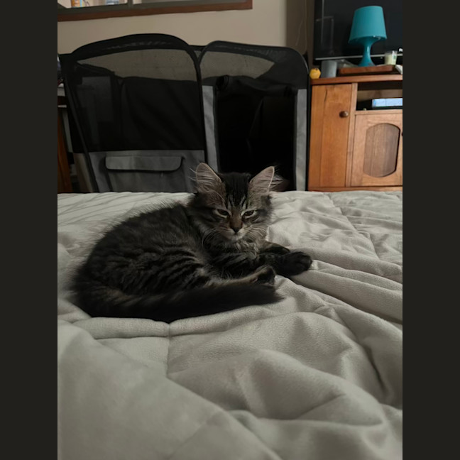 Photo of Aspi And Sharpay