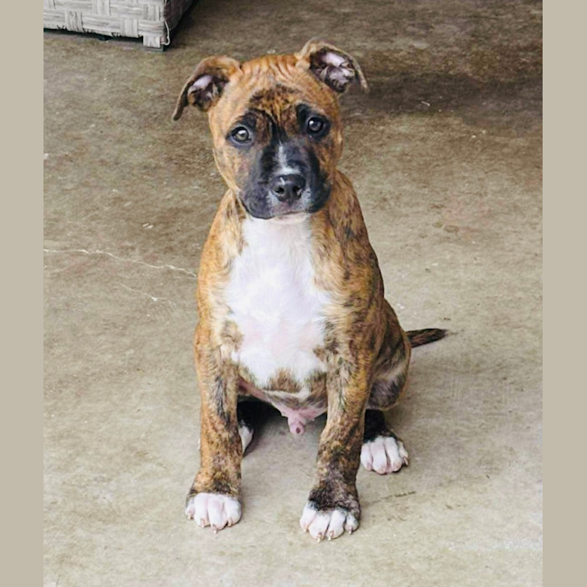 Photo of Ace Of Hearts 