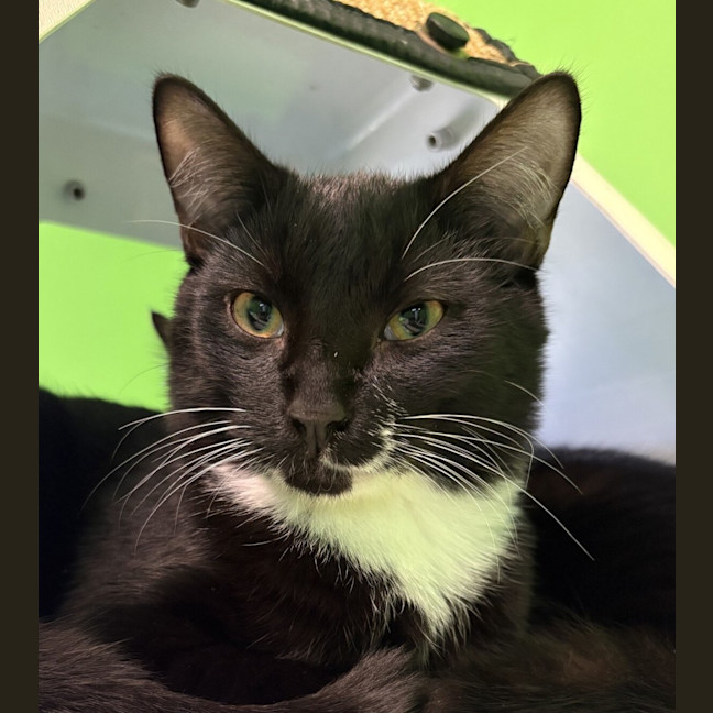 Photo of Valentino (Bonded With Romeo)