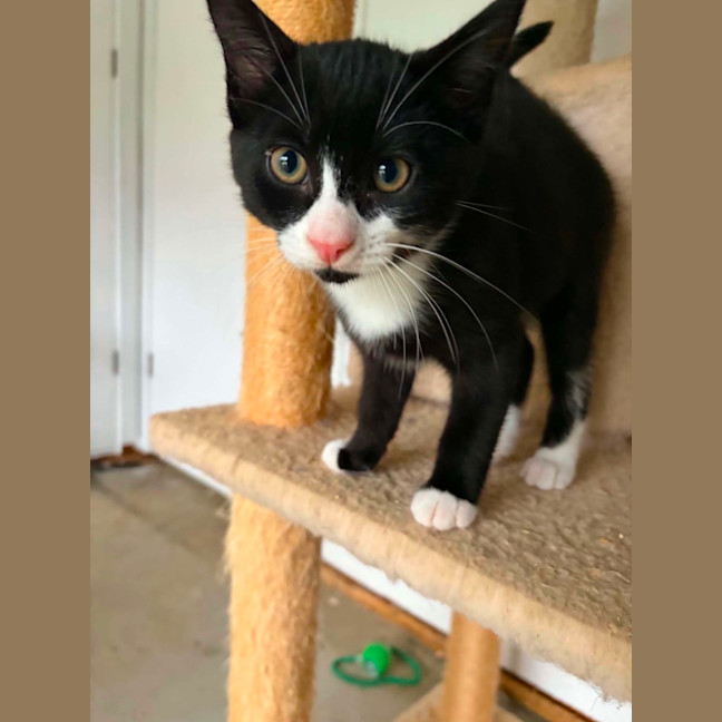 Photo of Chip