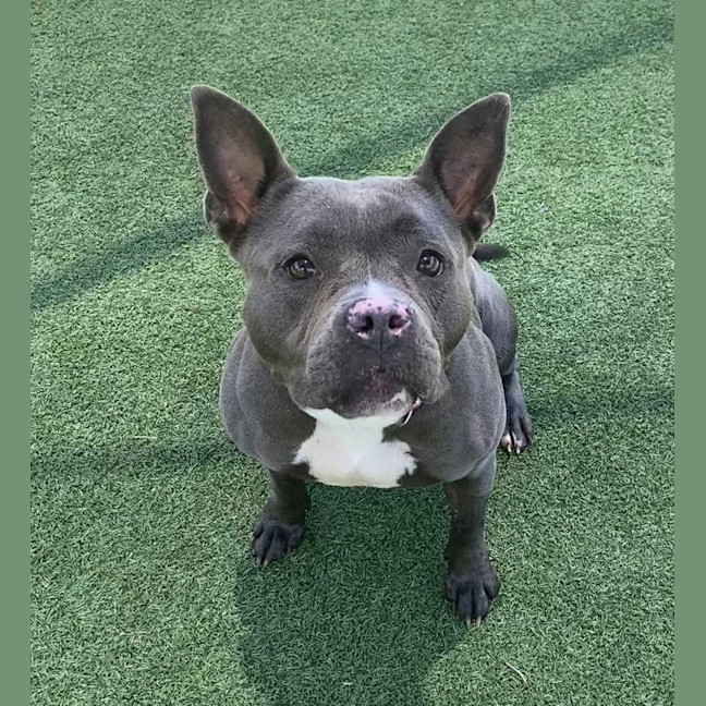 Photo of Jinx 