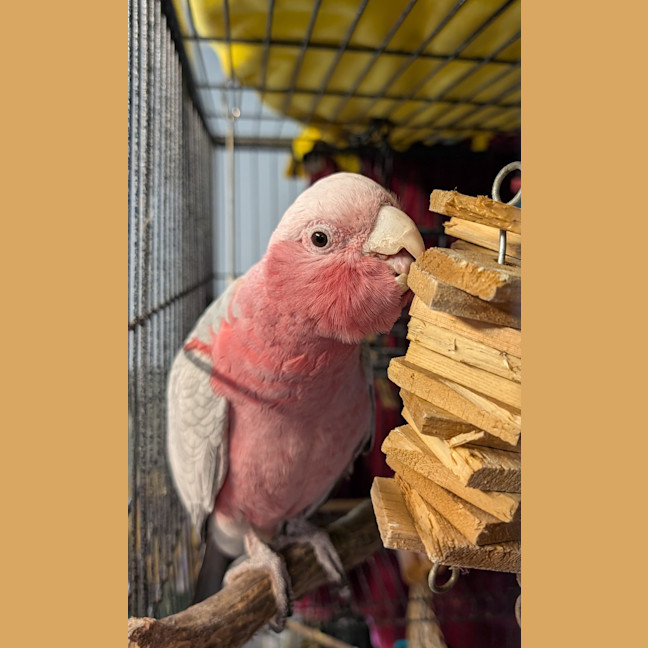 Photo of Karri
