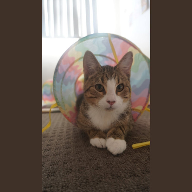 Photo of Jellybean 