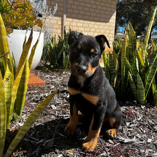 Photo of Axle