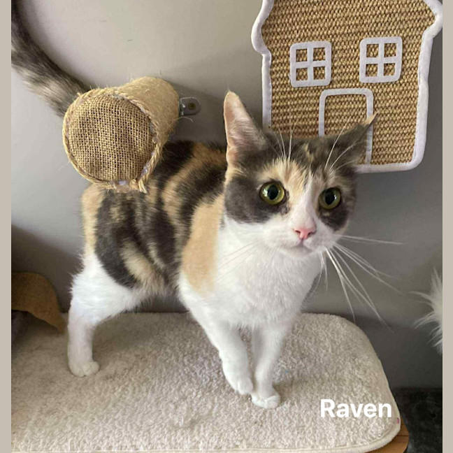 Photo of Raven