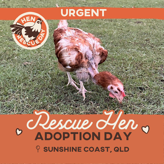 Photo of Rescue Hens