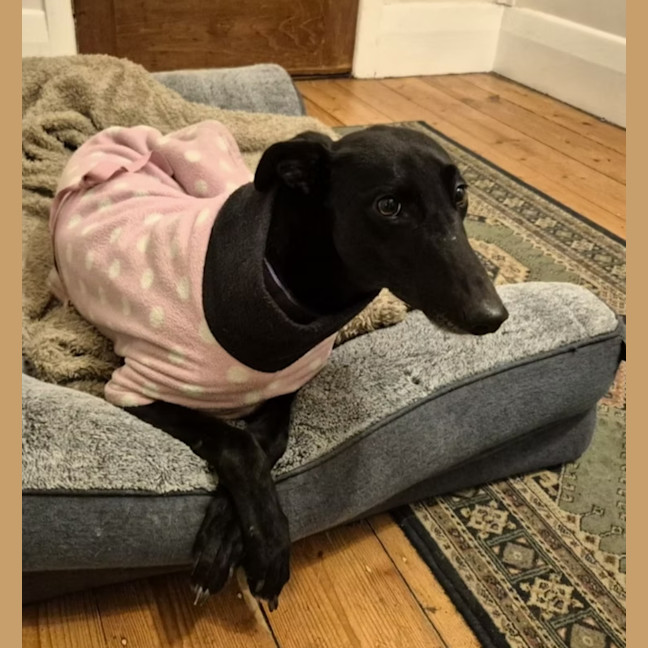 Photo of Sweetpea