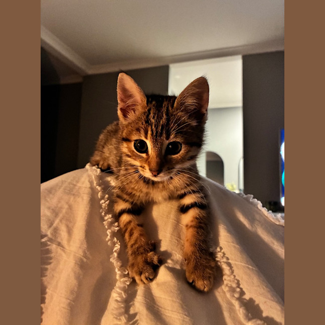 Photo of Fern