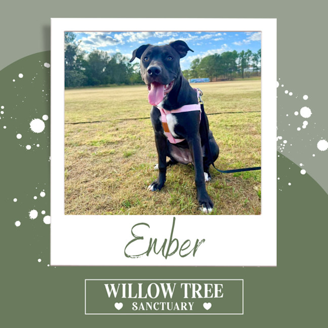 Photo of Ember