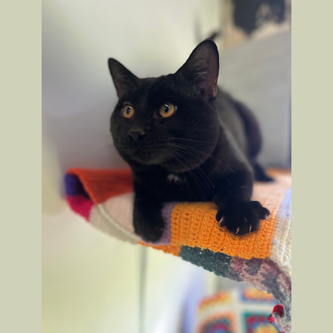 Photo of Ichabod