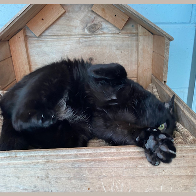 Photo of Purrcy