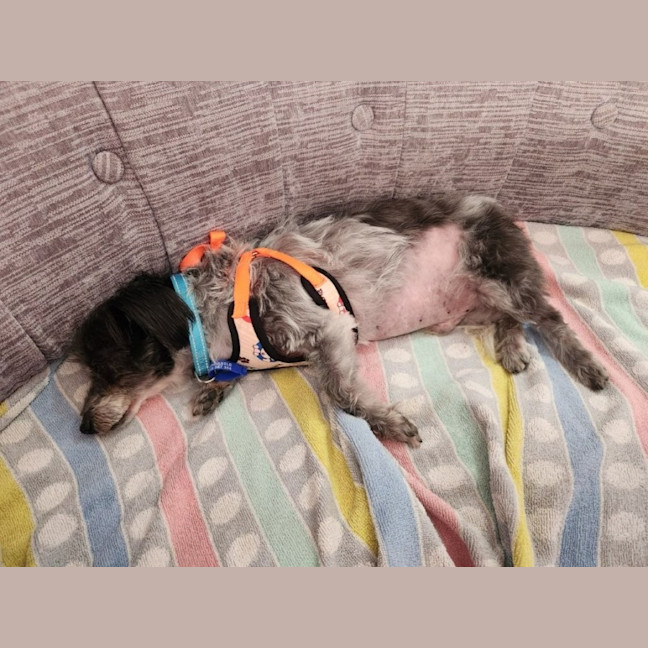 Photo of Charlie   9 Year Old Silky Terrier X