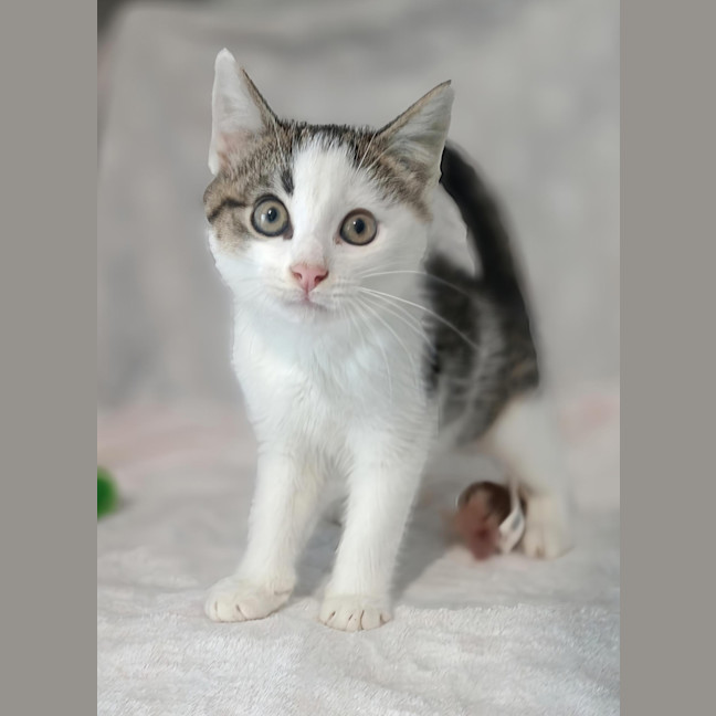 Photo of Smudge