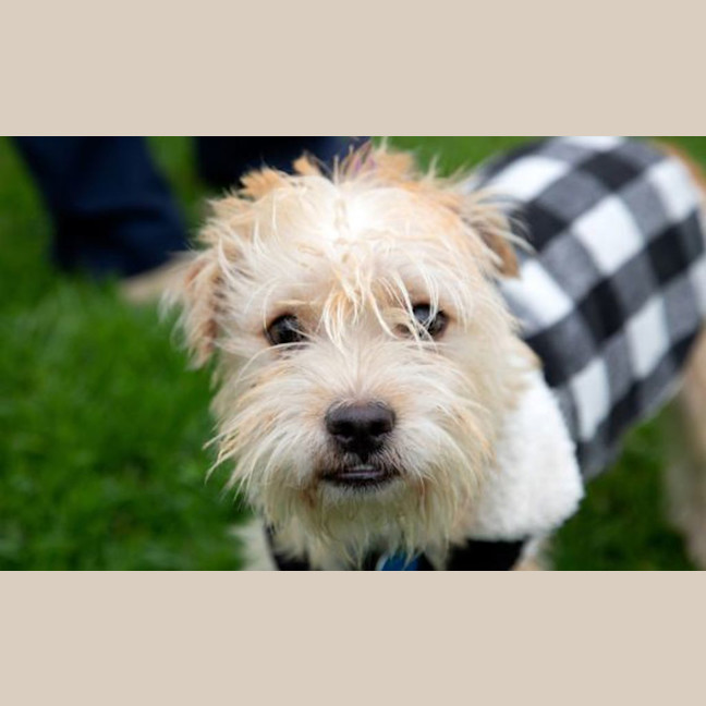 Photo of Romeo