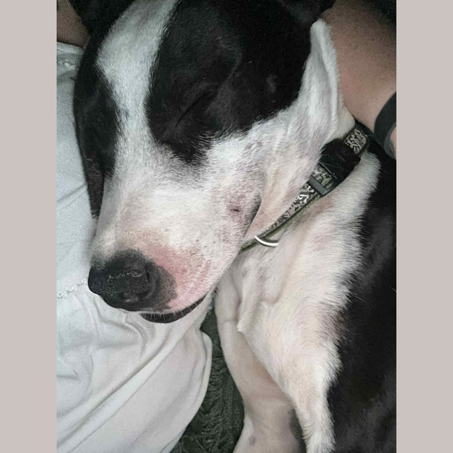 Photo of Archibald (Archie)