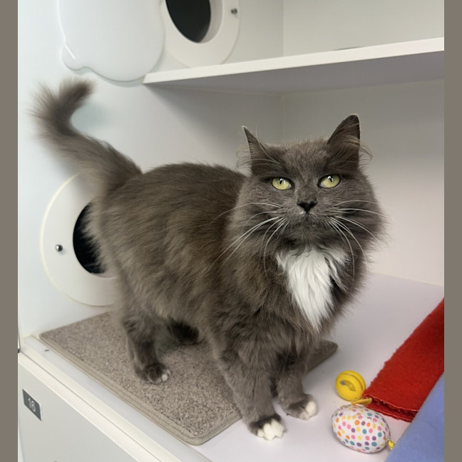 Photo of Serafina
