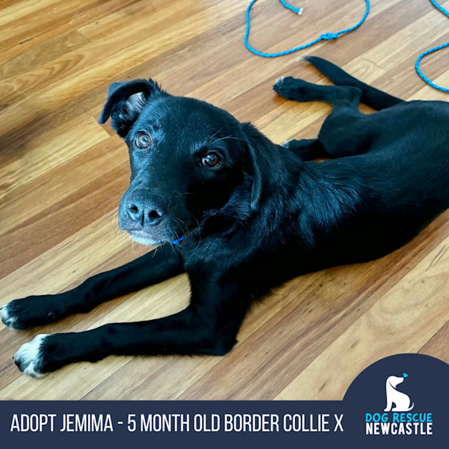 Photo of Jemima   5 Month Old Border Collie X