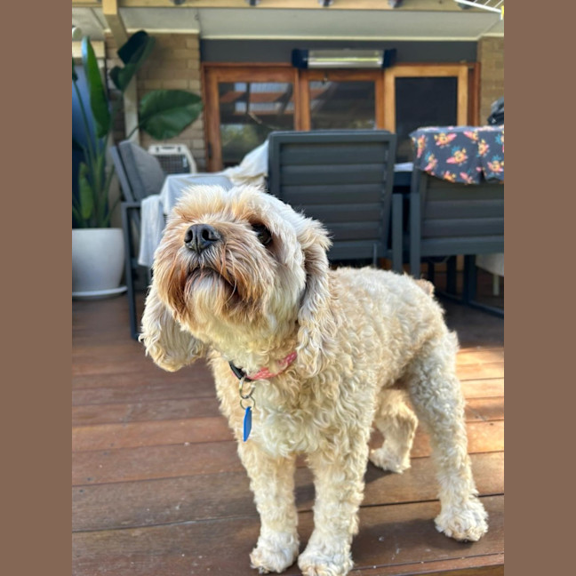 Photo of Polly