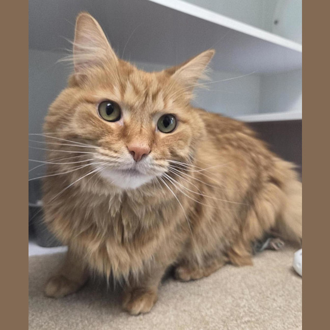 Photo of Marmalade