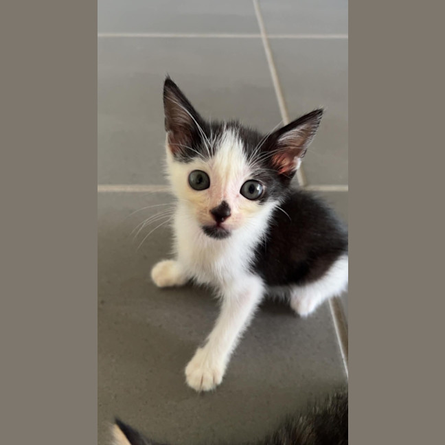 Photo of Button