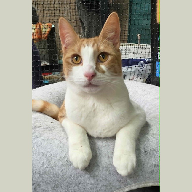 Photo of Jonas ** 2nd Chance Cat Rescue**