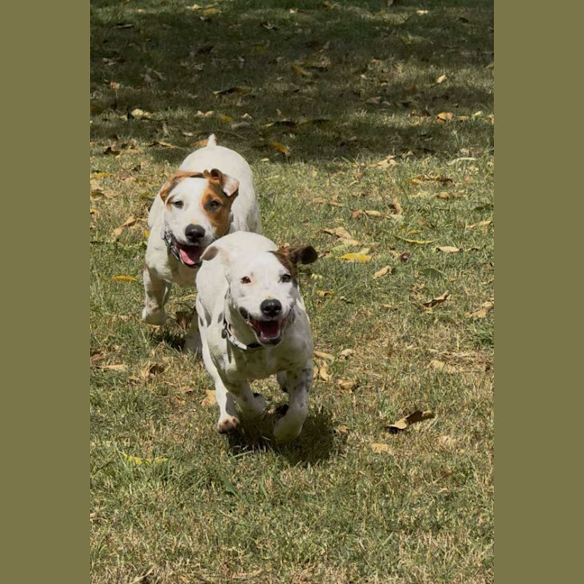 Photo of Moose