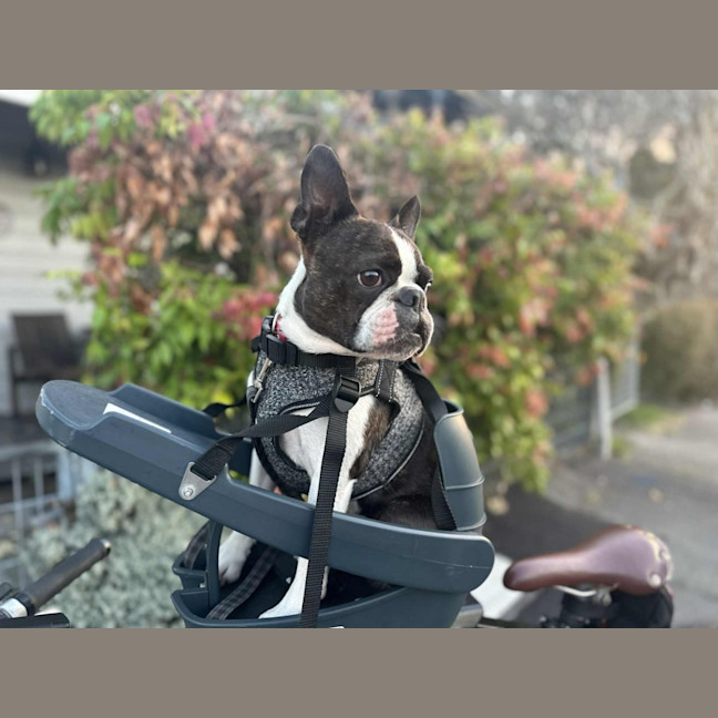 Photo of Remy   4 Year Old Boston Terrier